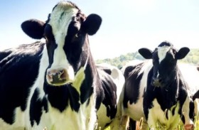دراسة: «عرق الأبقار» ينقذ الكوكب من الاحتباس الحراري