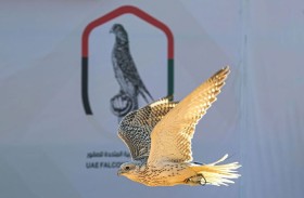 البحرين تستضيف النسخة الثانية من كأس الإمارات العالمي لسباقات الصقور
