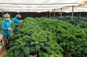 «شروق» تطلق مبادرة لتوزيع خضروات عضوية مجاناً على الأسر المتعففة 