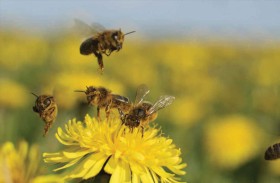 سم النحل في مستحضرات التجميل.. ماذا يقول الخبراء؟