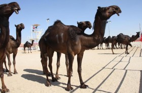 ملاك الإبل يستعدون لمزاينة إبل اللقايا والإيذاع – محليات في مهرجان الظفرة الـ 14