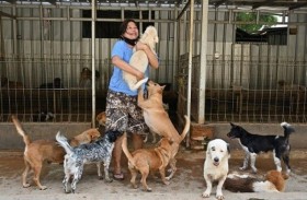 طبيبة تكافح لإنقاذ كلاب من الذبح بسبب كورونا