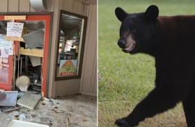 دب جائع ينهب متجر حلويات 