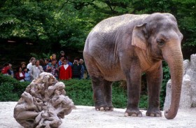 فيل يدهس طفلة