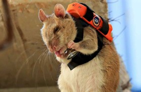 فئرانًا مدربة للعثور على المحاصرين تحت الأنقاض