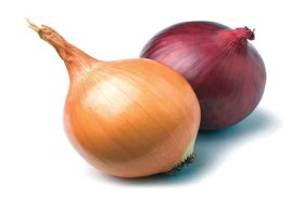 البصل 