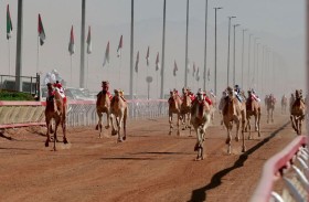 مهرجان محمد بن زايد للهجن ومزاينة الإبل (اللبسة) ينطلق الأربعاء المقبل