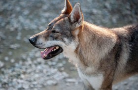 ذئب يهاجم رضيعاً في حديقة حيوان