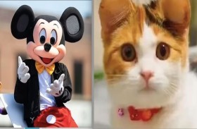 توجه جديد في عالم التجميل للحيوانات الأليفة!