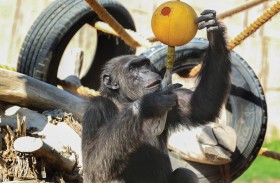 حديقة الحيوانات بالعين تحتفي باليوم العالمي للشمبانزي