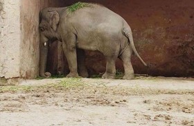 الفيل الأكثر وحدة بالعالم ينقذ حديقة حيوانات