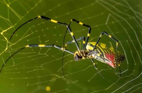 عناكب «طائرة» بحجم كفّ اليد تغزو أمريكا 