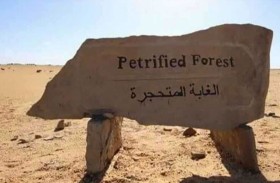 «جذوع أشجار متحجرة» عمرها 35 مليون سنة في مصر