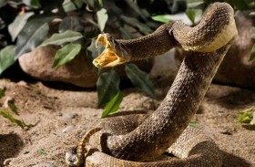 صدمة علمية.. الأفاعي تبني صداقات وتعتني بالصغار