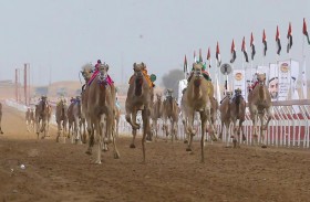 انطلاق مهرجان محمد بن زايد لسباقات الهجن ومزاينة الإبل 25 ديسمبر الجاري