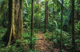 «تربة الغابات» قد تقلل الإصابة بالربو لدى الأطفال