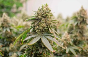 «جامعة النيل» تطور بدائل نباتية للحوم من بذور القنب