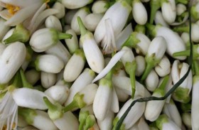 تقطير زهور النارنج.. عندما يفوح العطر في سماء تونس