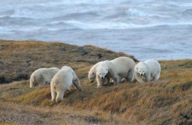 الدب القطبي.. دراسة تنذر بـ «كارثة» في ظرف 80 عاما
