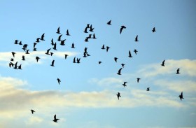 كيف تعبر الطيور المهاجرة المحيطات؟ 