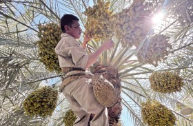 ارتفاع الحرارة يسهم في زيادة إنتاج النخيل بالبصرة