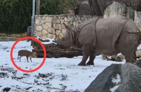 غزال صغير يتحدى وحيد القرن