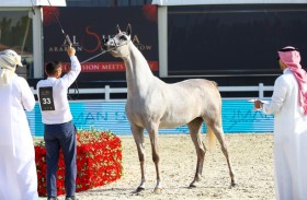 «إي إس شارجة» تتصدر المشهد في افتتاح بطولة الشراع الدولية لجمال الخيل العربية