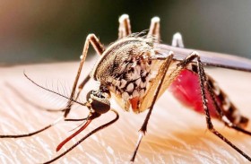 البعوض يستخدم الأشعة تحت الحمراء للوصول إلى هدفه البشري 