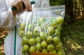 «نيويورك أبوظبي» تنجز دراسة بحثية حول تطوير محاصيل زراعية مستدامة