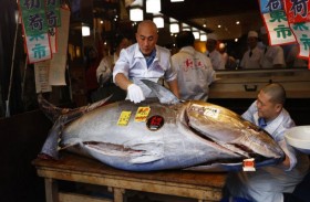 بيع سمكة تونة بـ1.8 مليون دولار 