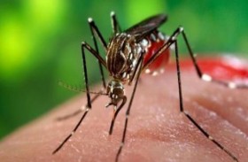 اكتشاف هام قد يوقف انتشار الملاريا عبر خداع البعوض!