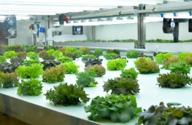 أبوظبي للزراعة .. مبادرات متنوعة لاستدامة الموارد المائية 