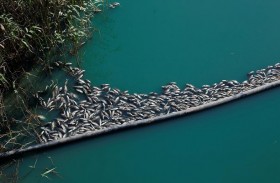 شبكة بشرية حزناً على نفوق ملايين الأسماك