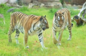 افتتاح معرض نمور آمور السيبيرية الأضخم والأجمل بين سلالات النمور في العالم