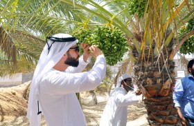 مزارع أبوظبي.. منظومة متكاملة للإرشاد والتدريب تدعم استدامة قطاع الزراعة