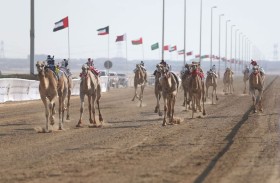 «المهرجان الختامي» السنوي لسباقات الهجن العربية الأصيلة ينطلق 26 فبراير