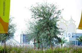 شجر الغاف.. يعزز الاستدامة و ينثر روح التسامح في إكسبو 2020 دبي