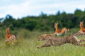 أسرع حيوانات البرية.. لماذا تصارع الفهود من أجل البقاء؟