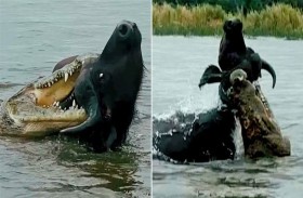 مواجهة بين تمساح وجاموس تنتهي بمفاجأة