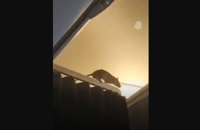 فأر يُثير الفوضى على متن رحلة جوية 