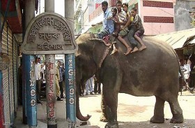 انتصار للمدافعين عن الحيوانات.. والفيلة المستفيدة