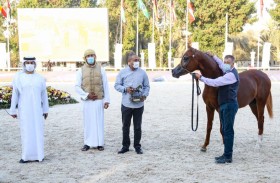 ثنائية لمربط دبي .. والفرس «بروساريا» الأجمل في اليوم الثاني من بطولة أبوظبي الدولية لجمال الخيول العربية