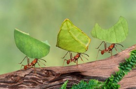 لماذا يمتلك النمل قوة جسدية هائلة؟