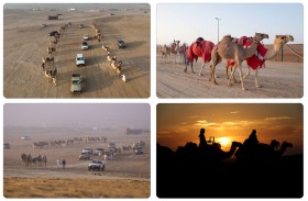 «مزاينة مدينة زايد» المحطة الثالثة في مهرجان الظفرة تنطلق اليوم