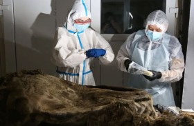 تشريح دب يعود لـ3500 عام وجثته سليمة