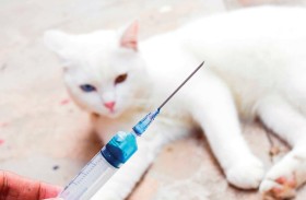 اختبارات على لقاح جديد ضد حساسية وبر القطط