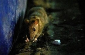 فئران جائعة وعدوانية تهاجم بيوت البريطانيين