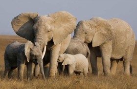 تزايد معدلات زواج الأقارب بين الفيلة المنعزلة