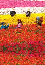 رجل يلتقط صورة لفتاة مع عمال يقطفون زهور (تيكولوت رانونكولوس) العملاقة في كارلسباد ، كاليفورنيا. (رويترز) 