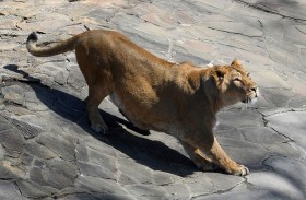 يلقى حتفه بعدما افترسته لبوة في حظيرتها 